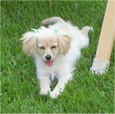 A fluffy white with tan Malchi puppy is laying out in a lawn next to a pole. Its mouth is open and tongue is out.