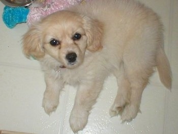 A fluffy little tan with white Malchi puppy is laying on a white tiled floor and looking up.