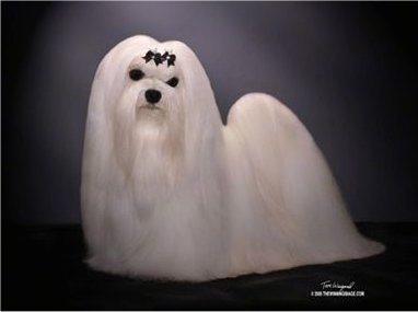A well-groomed, longhaired white Maltese standing under a single light with a ribbon of leaves on its forehead.