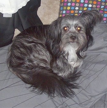 A longhaired black and grey with white Malti-poo dog is laying curled in a ball on a grey bed with a polkadot pillow behind it.