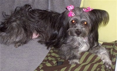 A longhaired, black and grey with white Malti-poo dog is laying on a couch with pink and white ribbons on its ears.