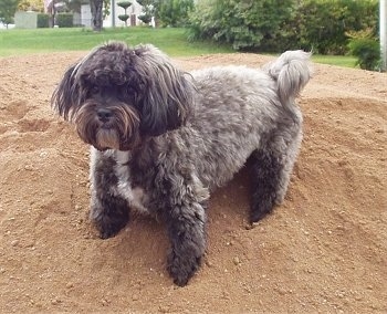 A fluffy grey with white Malti-poo is standing on a mound of dirt.