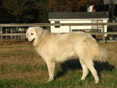 A white Maremma Sheepdog is standing in grass with a wooden rail fence and a white barn behind it. Its mouth is open and it looks happy.