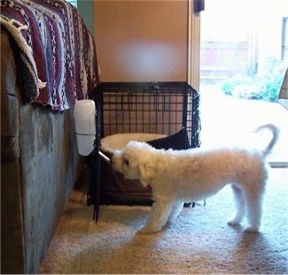 A white Malti-poo is drinking out of a water bottle that is attached to the door of its dog crate next to a brown couch that has a maroon, white and black blanket over the side. It is inside of a living room and there is an open door with the sun shining in next to it. The dog's tail is up.