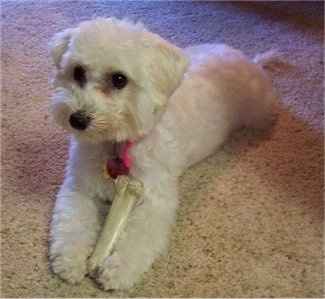 A white Malti-poo is laying on a tan carpet and chewing on a Nylabone.