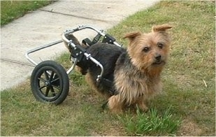 Clarence the Norfolk Terrier with no hind legs connected to a dog wheelchair