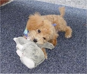 A tan Miniature Poodle is laying on a blue carpet chewing on a grey plush toy. It is wearing a blue bandana.