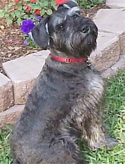 View from the back of a dog looking back  - A black with gray Miniature Schnauzer is wearing a red collar sitting in grass and there is a flower bed next to it.