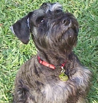 Close up upper body shot - A black with gray Miniature Schnauzer is sitting in grass and looking up.