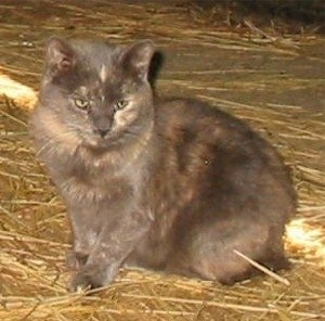 Amber the Miniature Cat sitting in hay and looking down towards the camera holder