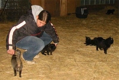 Ayla a person with Miniature Cats Lilly, Pippy, Nip Jr., and Tomy in a barn