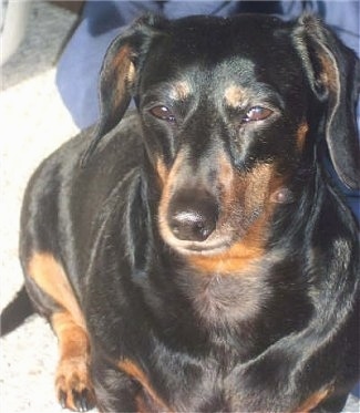 Close Up - A black and brown Miniature Smooth Coat Dachshund is sitting in the sun inside of a home.