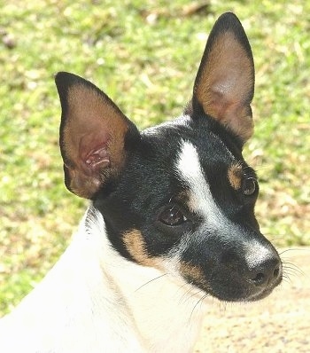 Close up head shot - A perk-eared tricolor white with black and tan Miniature Fox Terrier with its head tilted slightly to the left.