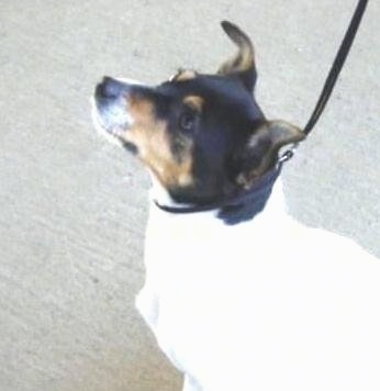 Side view upper body shot - A tricolor white with black and tan Miniature Fox Terrier is sitting on a sidewalk and it is looking up.