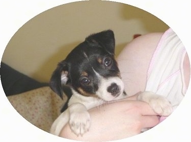 Front head and paw shot - A tricolor black, tan and white Miniature Fox Terrier puppy has its head tilted to the left in the arms of a person.