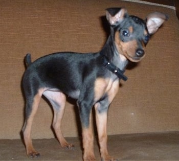 Side view - A black and tan Miniature Pinscher puppy is standing on a tan carpet in front of a brown couch looking down.