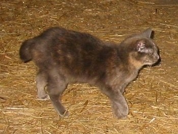 Side-view of a Miniature Cat that is walking around in hay
