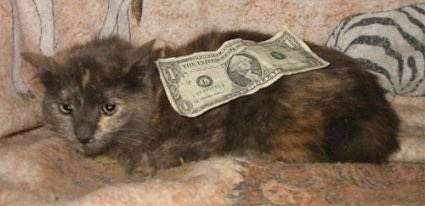 A Miniature Cat is laying on a couch with a dollar on top of it and looking towards the camera holder