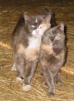 Two Miniature Cats are rubbing against each other and walking across hay in a barn