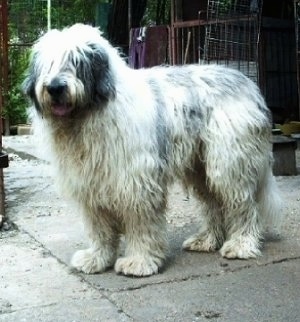 Side view - A long-coated, shaggy, white with black Romanian Mioritic Shepherd Dog is standing on a cement patio and it is looking to the left. Its mouth is open and tongue is out.
