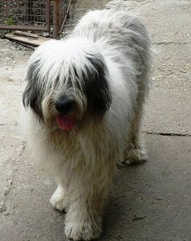 View from the top looking down - A panting, long-coated, shaggy-looking, white with black Romanian Mioritic Shepherd Dog is standing on a sidewalk. Its hair is covering its eyes.