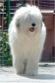 View from the front - A long-coated, fluffy white Romanian Mioritic Shepherd Dog is walking down a sidewalk. Its mouth is open and tongue is out.