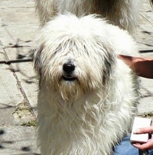 Close up upper body shot - A white Romanian Mioritic Shepherd Dog is standing on a sidewalk and there is a person next to it rubbing its back. There is another dog behind it.