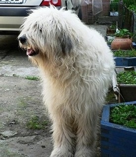A shaggy, white Romanian Mioritic Shepherd Dog is standing in a driveway next to a flower bed. Its mouth is open, tongue is out and it is looking to the left.