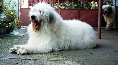 Side view - A large-breed, shaggy-coated white with gray Romanian Mioritic Shepherd Dog is laying inside of a yard. Its mouth is open and tongue is out. There is another black and white Romanian Mioritic Shepherd Dog walking up from the background and its mouth is open and tongue is out.