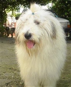A white with gray Romanian Mioritic Shepherd Dog is standing outside in dirt. It has a band in its top knot showing its eyes. Its mouth is open and its tongue is out. Under the trees in the background there is another white wiht black Romanian Mioritic Shepherd Dog.