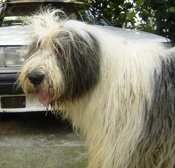 Close up upper half of a shaggy-looking, large breed, white with black Romanian Mioritic Shepherd Dog standing in a driveway in front of a vehicle. Its mouth is open and tongue is out