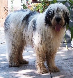 A wet, extra-large, long-coated, shaggy-looking, white with black Romanian Mioritic Shepherd Dog is standing on a concrete surface and it is looking forward. Its mouth is open and tongue is out.