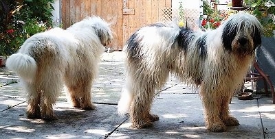 Two long-coated, shaggy-looking, large breed dogs in a backyard - A white with black Romanian Mioritic Shepherd Dog is facing the gate in the background. Next to it is a white with black Romanian Mioritic Shepherd Dog facing the right looking forward.