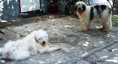 A white with gray Romanian Mioritic Shepherd Dog is laying on a concrete patio in front of a house. Across from it is a standing black and white Romanian Mioritic Shepherd Dog.