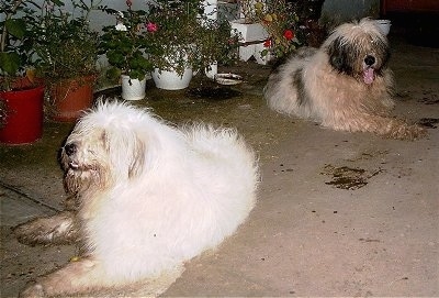 There are two Romanian Mioritic Shepherd Dogs laying on a porch and there is a line of potted plants behind them. The dog in the back has its mouth open and tongue out.