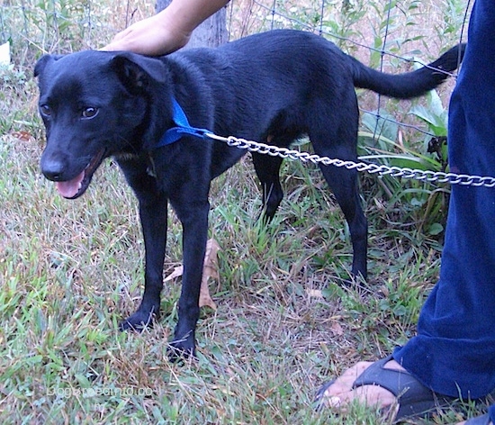 Front side view - A black with white Patterjack dog is standing in grass looking forward. Its head is down and it is being pet by the person next to it. Its mouth is open and tongue is sticking out. There is a wire fence behind it.