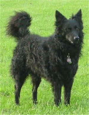 Front side view - A curly-coated black Mudi is standing in grass.