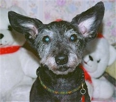 Close up head shot - A perk-eared, wiry looking, grey with white mixed breed dog is sitting on a bed and looking forward. It has very large ears for the size of its head. There are two white teddy bears behind it.
