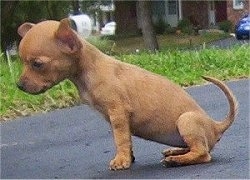 Left Profile - A tan Tea Cup Chihuahua puppy is sitting on a black top surface and looking down. Its tail is curled up pointing at its back.