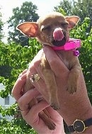 A tan Tea Cup Chihuahua puppy is wearing a hot pink collar being held in the air by a persons hands. It is licking its own nose.