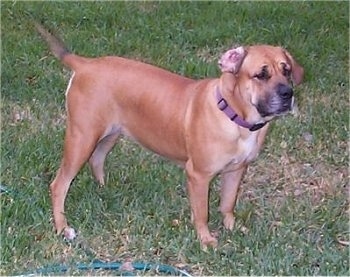 Side view - A brown Nebolish Mastiff is wearing a purple collar standing in grass and it is looking to the right. One of its ears is flipped inside out.