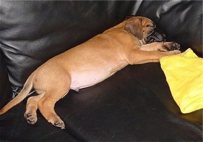 A brown with black Nebolish Mastiff is laying on its side against the back of a black leather couch with a yellow cloth next to its front paws.