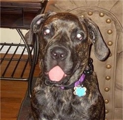 Upper body shot - A brown brindle Nebolish Mastiff is sitting in front of an arm chair. Its mouth is pushing out of its tongue.