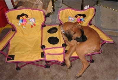 A brown with black Nebolish Mastiff is laying in a double wide yellow and pink Dora the Explorer lawn chair that has cup holders in the middle.