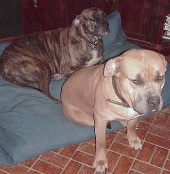 Two extra large dogs on a dog bed - A brindle Nebolish Mastiff is laying on a pillow and sitting on the edge of a pillow is a tan Nebolish Mastiff looking forward.