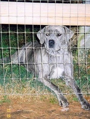 A grey with black Nebolish Mastiff is laying in grass behind a wire fence with its front paws sticking out of the bottom.