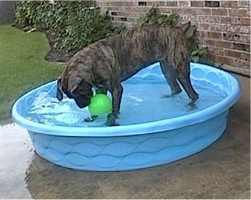 A brindle Nebolish Mastiff is standing in a blue kiddie pool of water and biting at a green ball outside on a cement patio next to a brick house.
