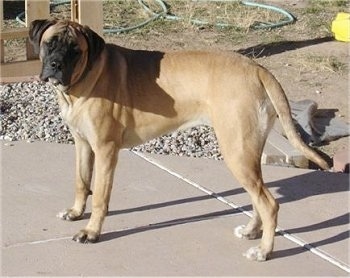 Side view - A tan with black Nebolish Mastiff is standing across a concrete surface looking forward.