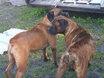The backside of two large breed mastiff dogs that are standing side by side in patchy grass - a brindle Nebolish Mastiff and a brown with black Nebolish Mastiff.