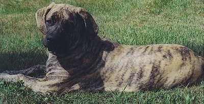 Side view - A brindle Nebolish Mastiff puppy laying in grass and turned to look at the camera.
